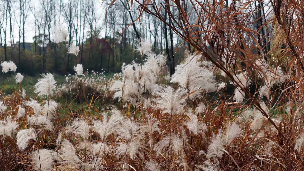 秋风中的芦苇