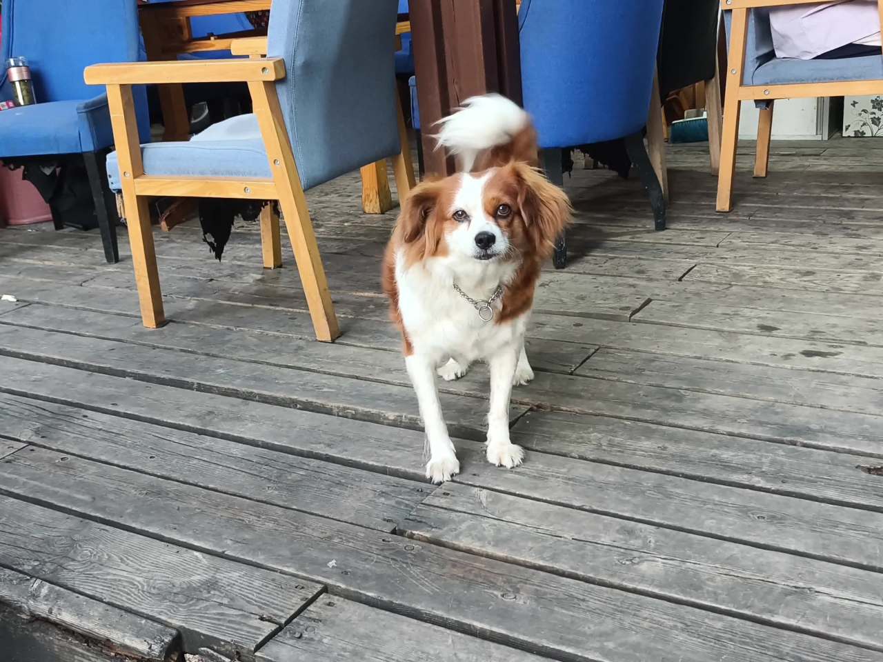 可爱休息撒娇的狗狗