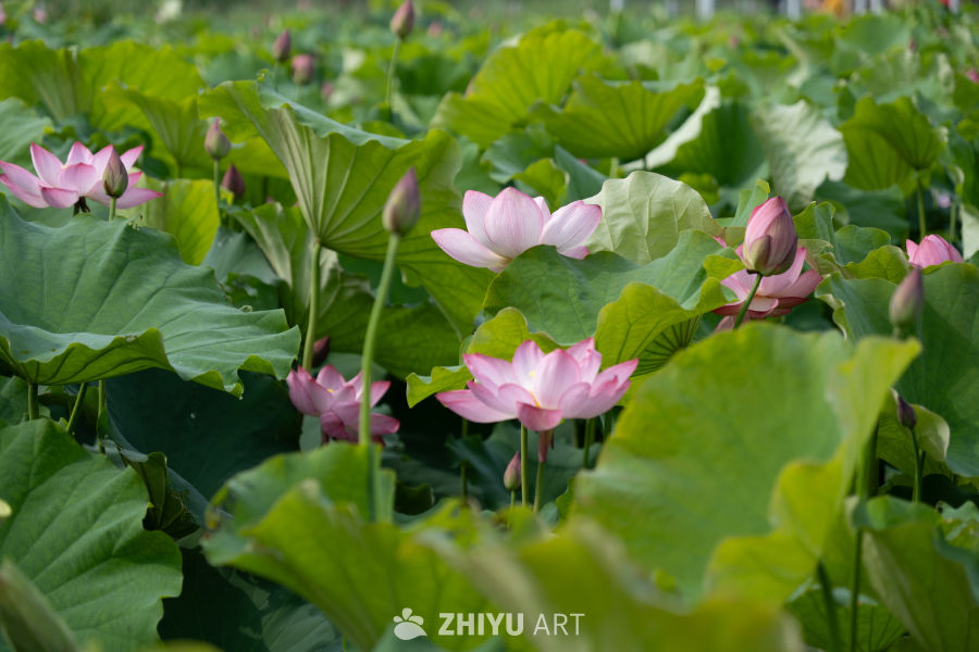 荷花 134
