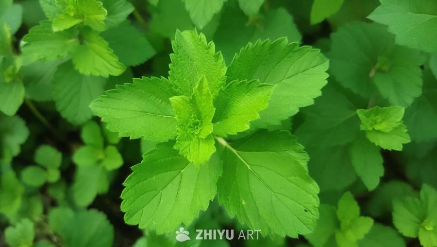 一片绿色的叶子，周围是其他的叶子。叶子的边缘呈锯齿