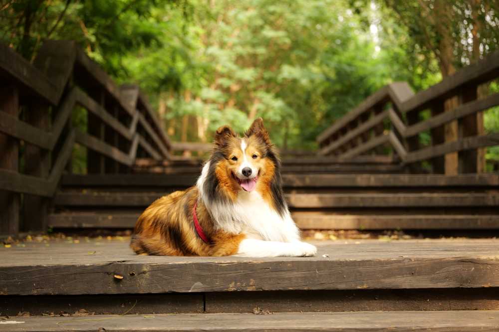 喜乐蒂牧羊犬