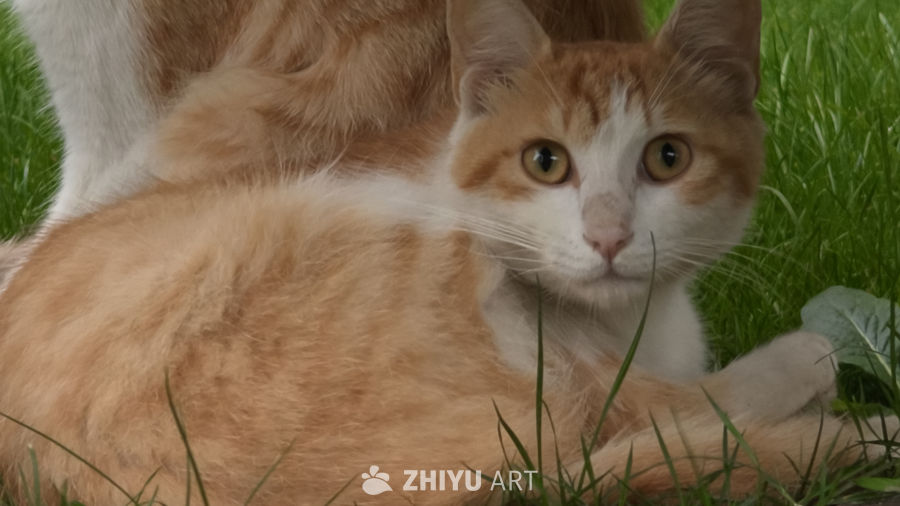 草丛中的小猫