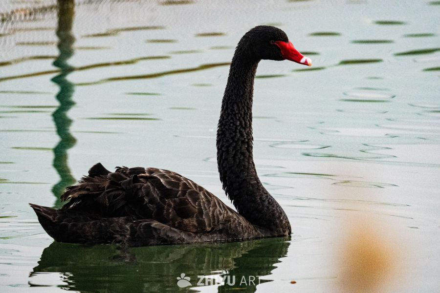 黑天鹅静泊水面