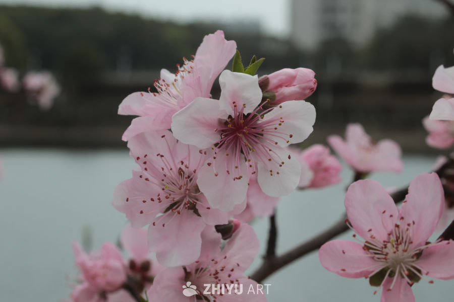 春日桃花盛开