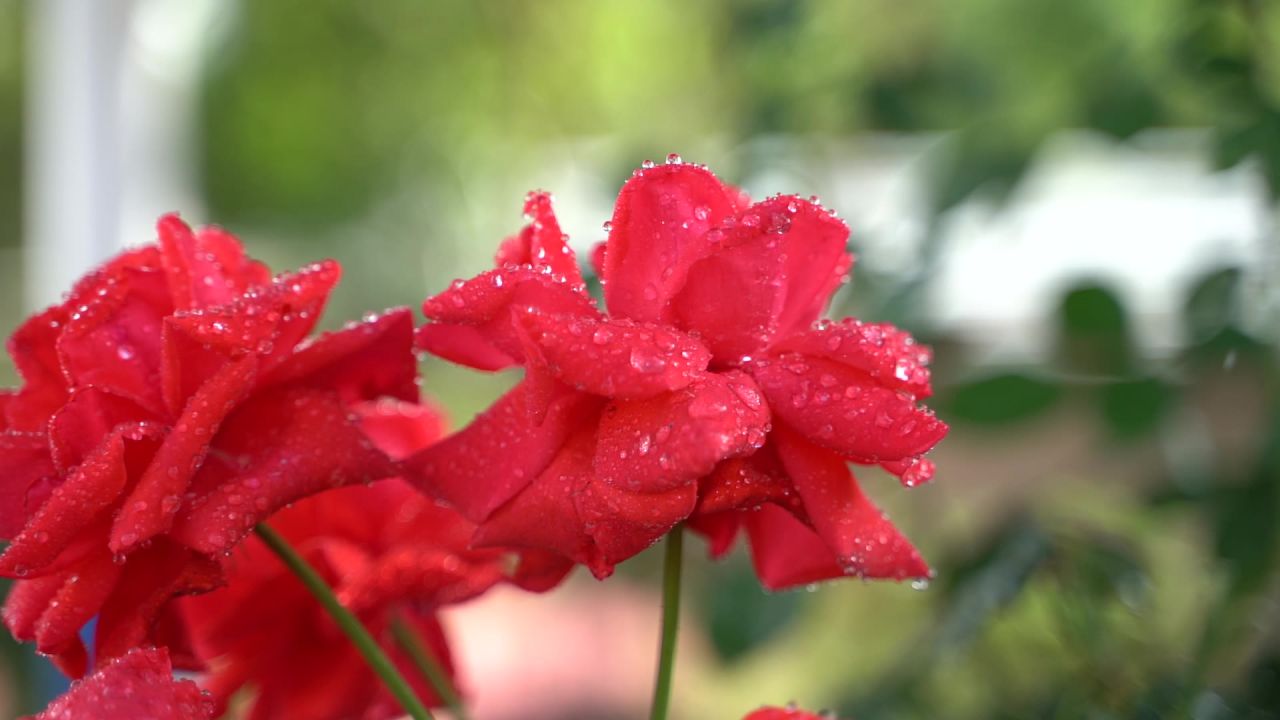 花 30