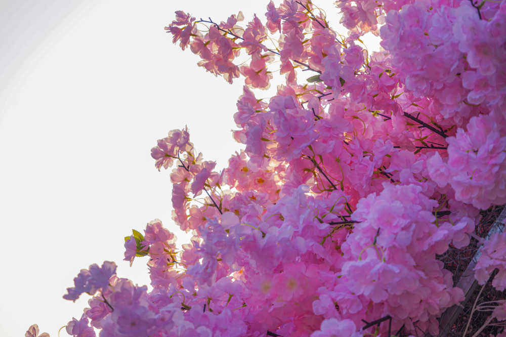 樱花海