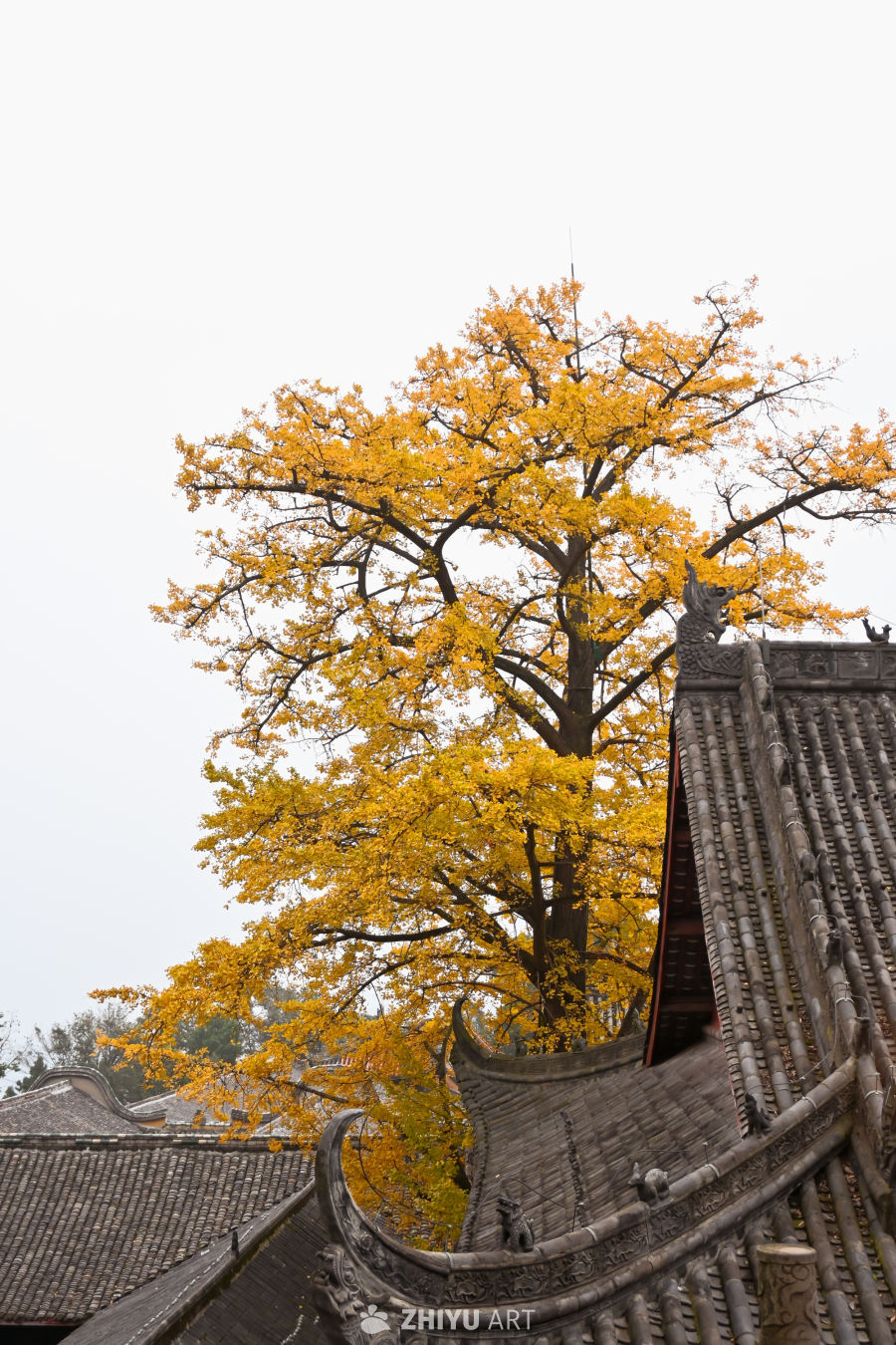山寺银杏染秋黄