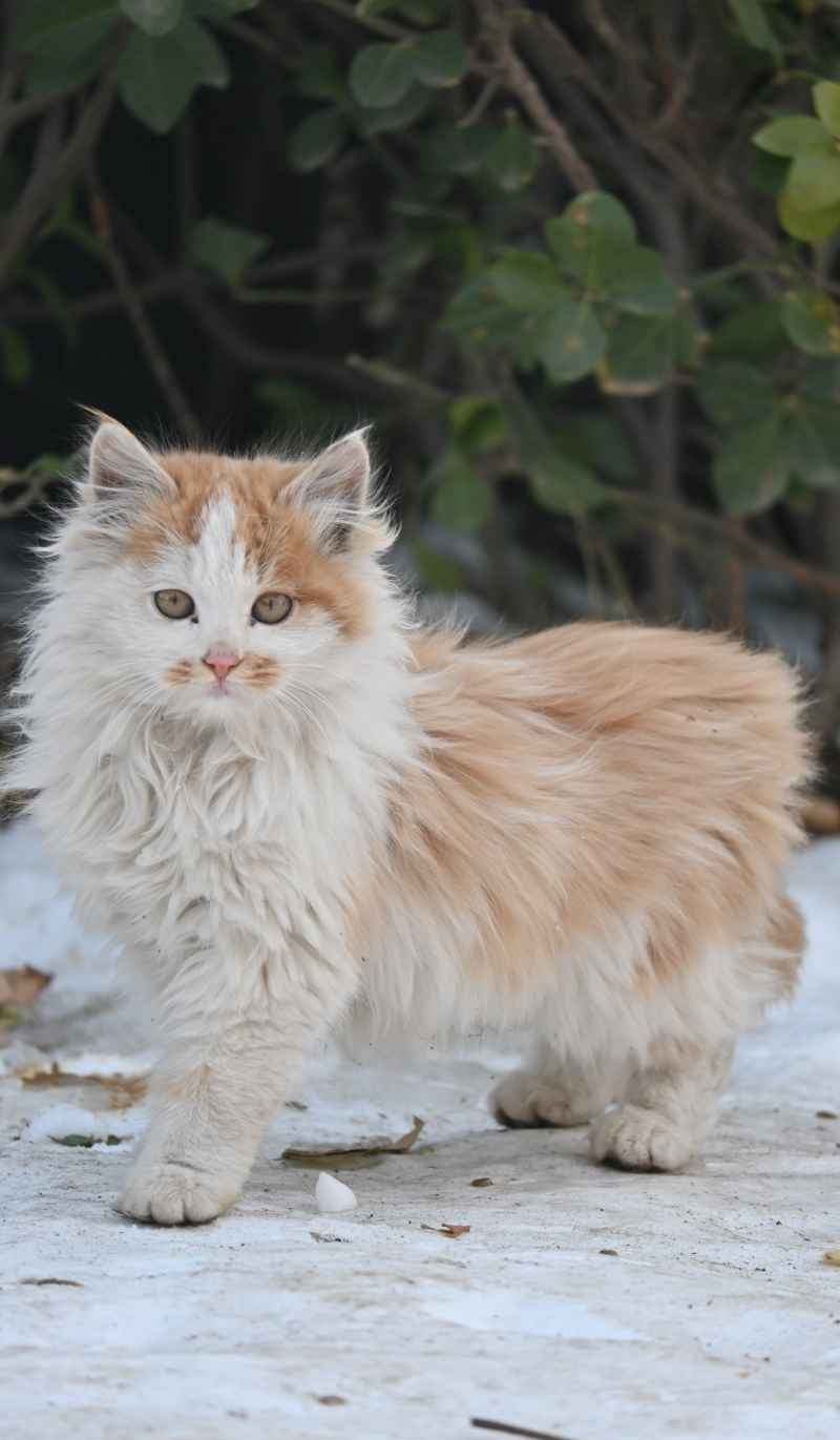 猫咪