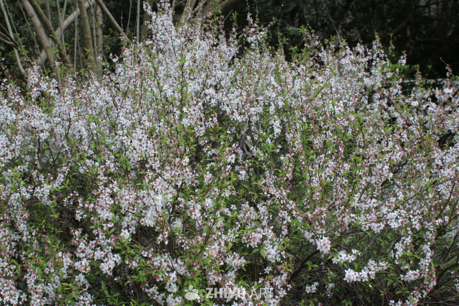 春日樱花盛开