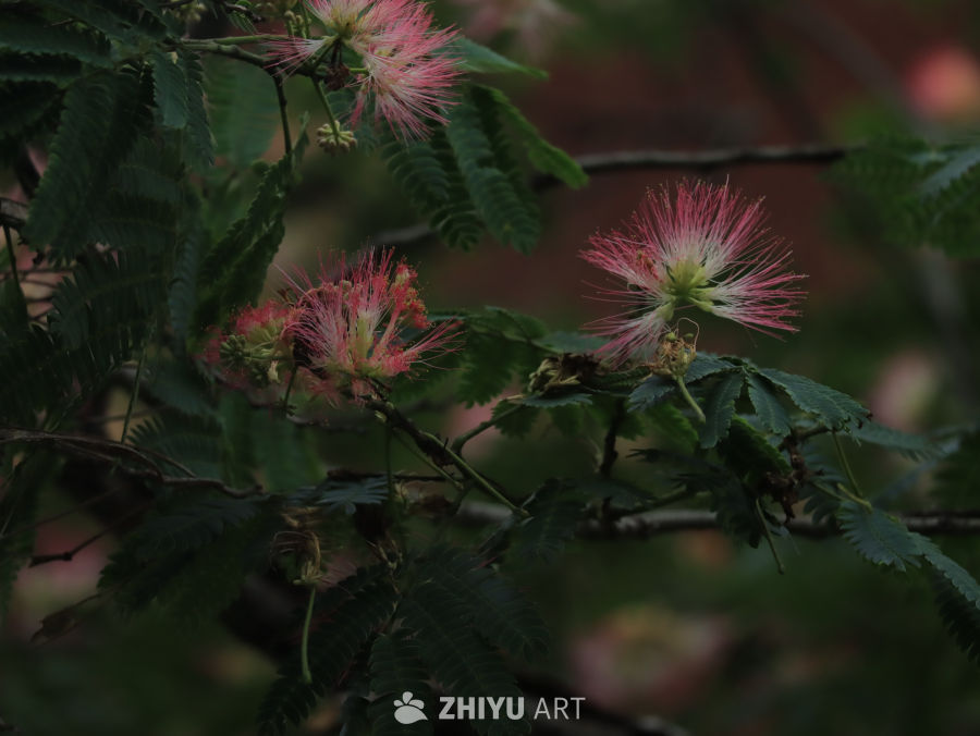 粉红合欢花与绿叶的和谐