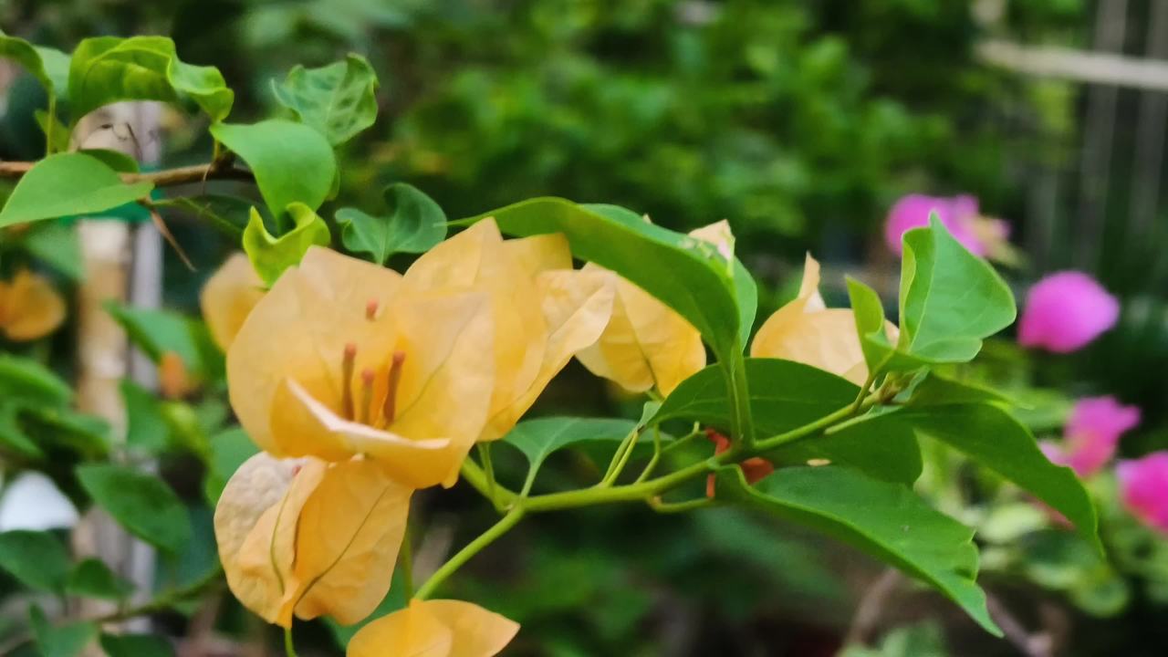夏日里随风飘扬的黄色三角梅