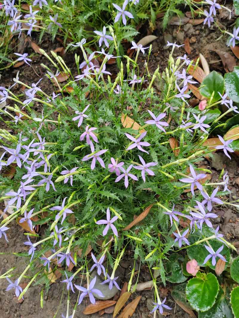 花花