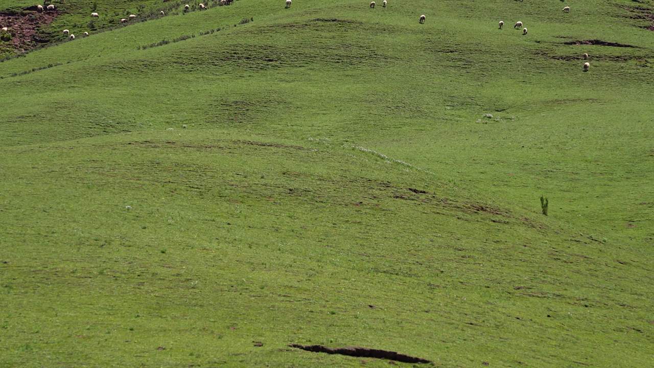 牛羊群在绿色草原悠然放牧