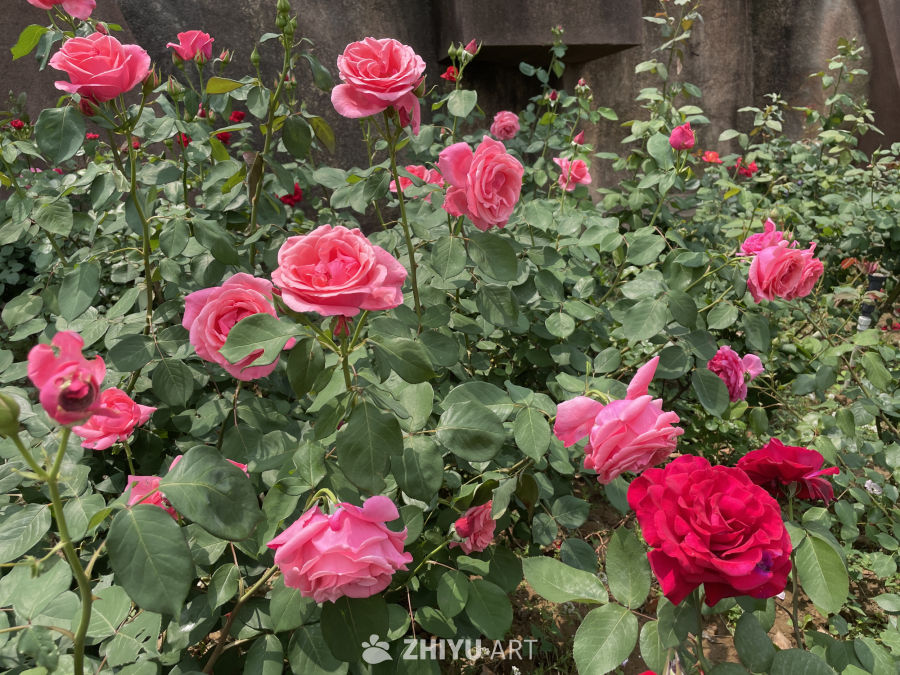 春季花卉 26