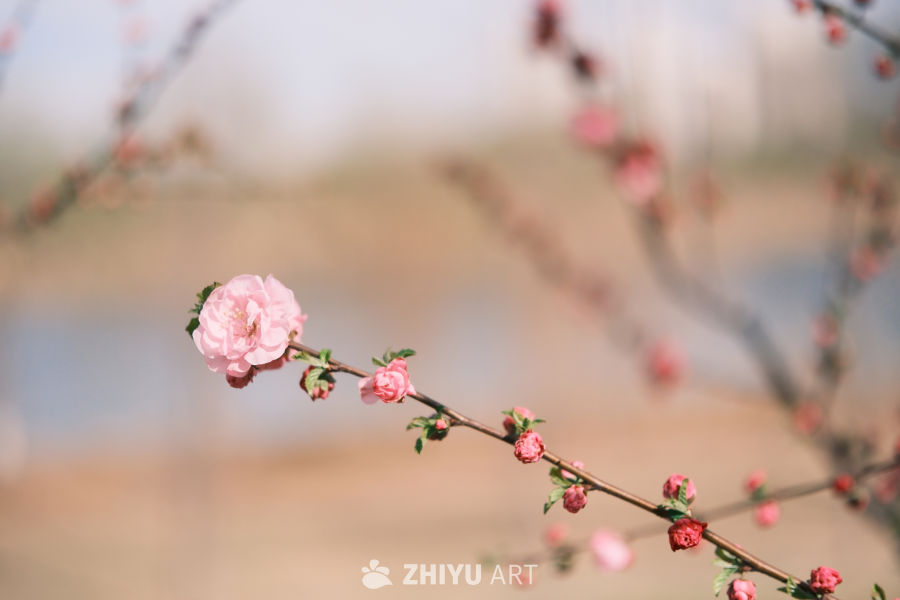 一支独秀 4