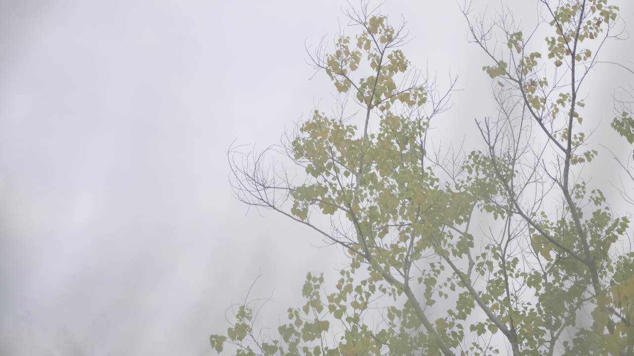 【实拍样片】富士X-T30 Mark II相机实拍原片视频 1