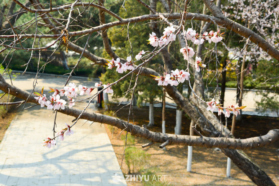 春花山桃