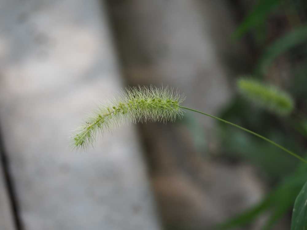 花草