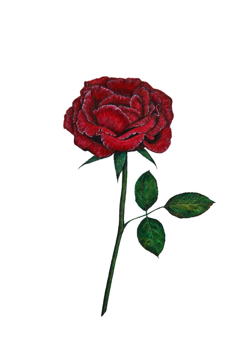 之一创意艺术红色花园玫瑰干植物区系花浪漫孤立关于白画