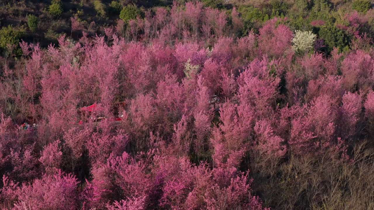 粉色花海的春天