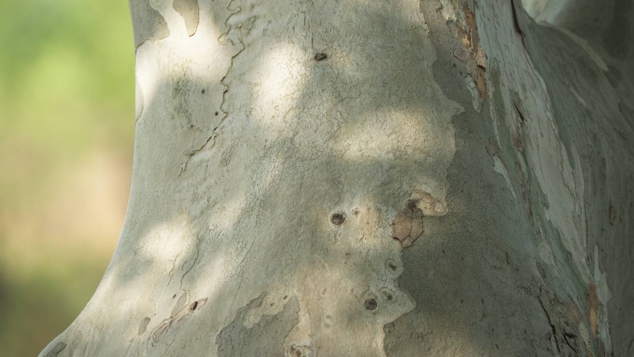 植物树木树叶绿色 41