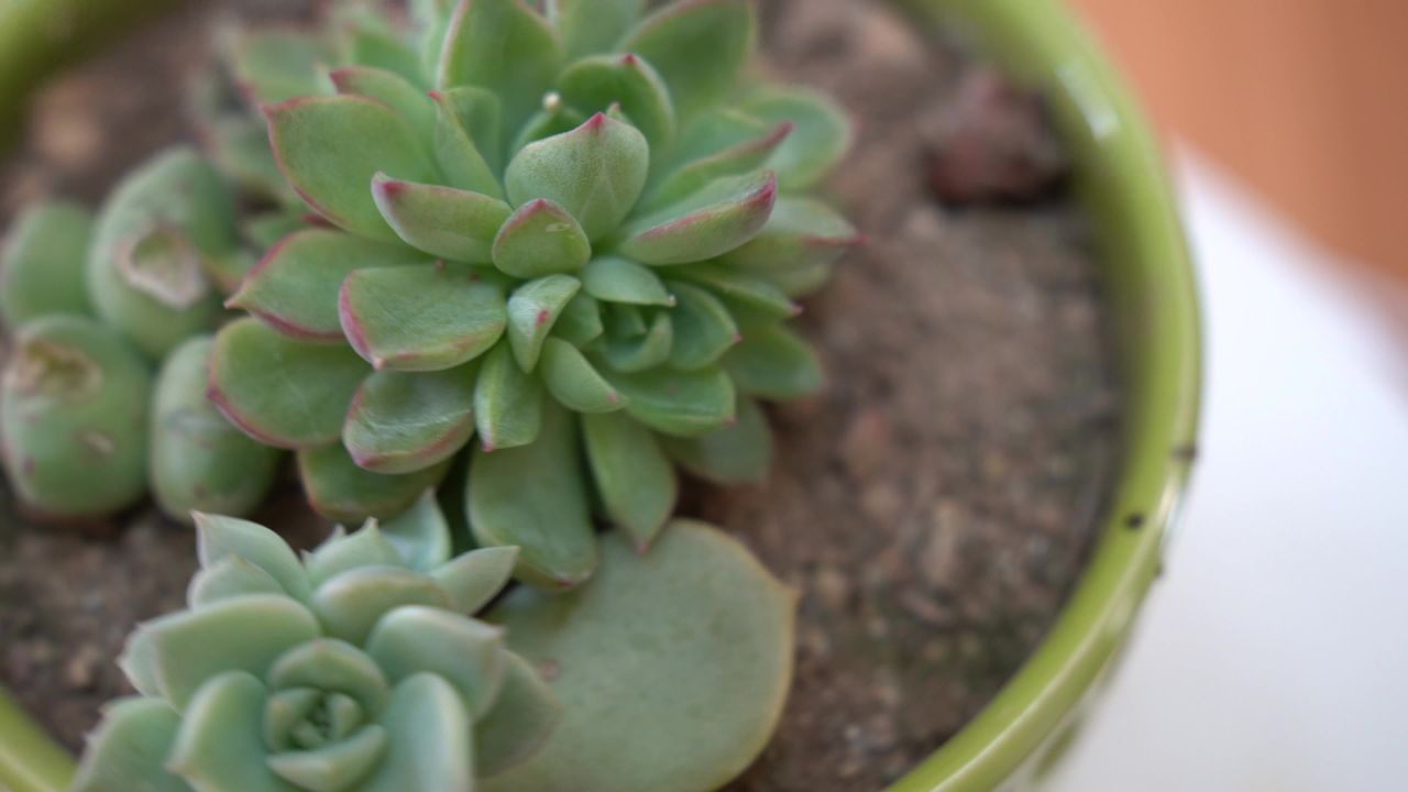 大自然花草植物 