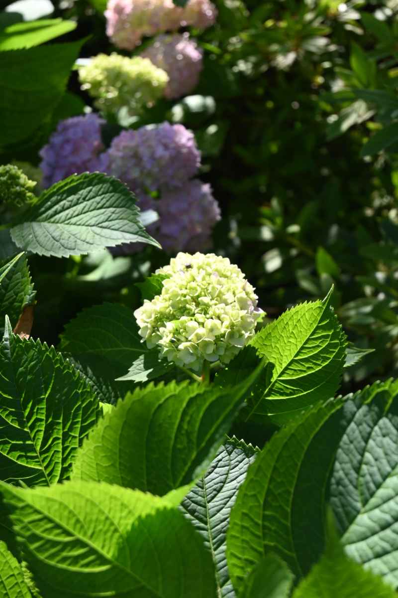 绣球花 1