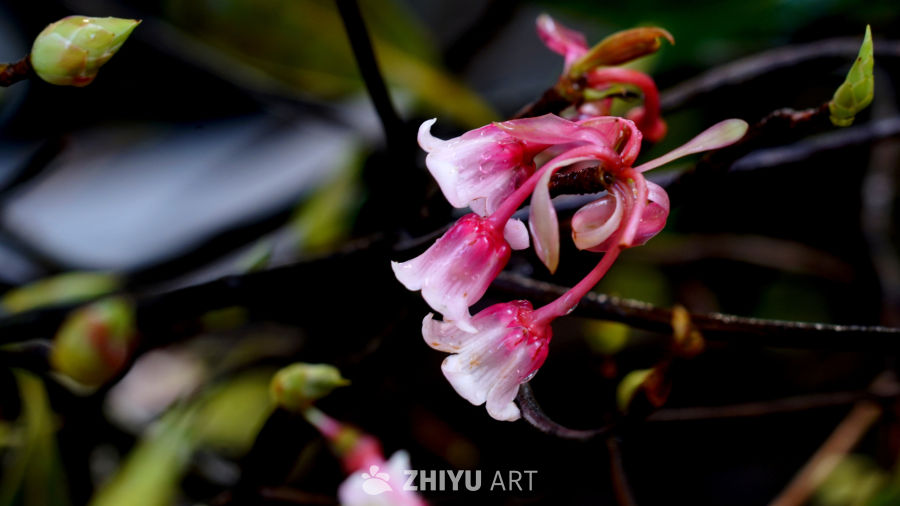 万紫千红总是春