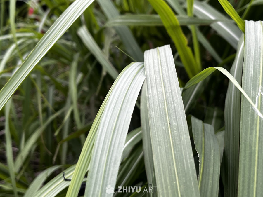 绿意盎然的植物