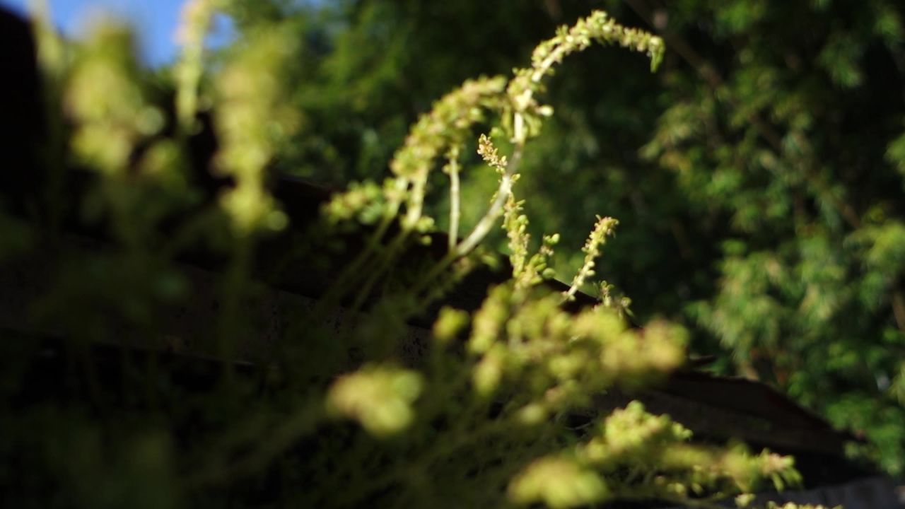 夹缝野蛮生长绿色植物