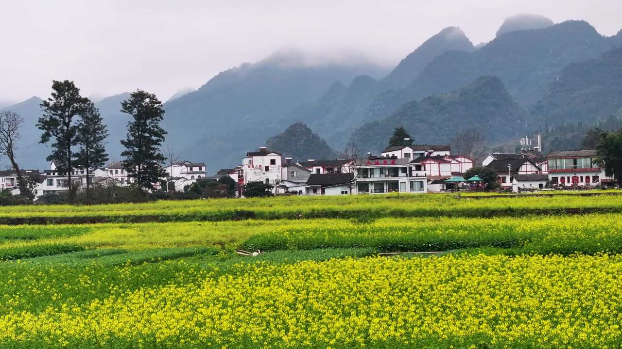 4k航拍乡村油菜花开