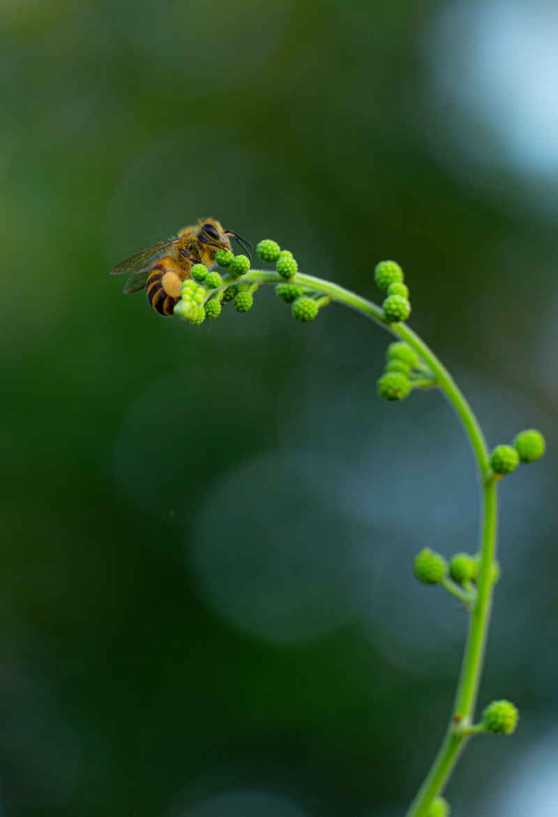 觅食