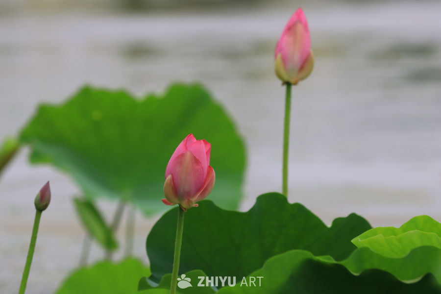 荷花 24