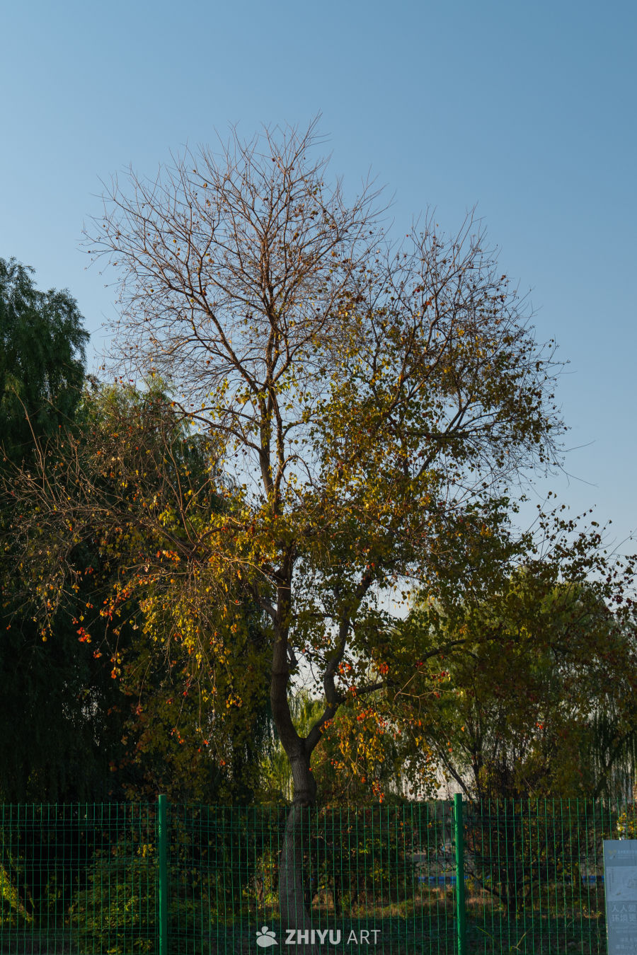 秋日树影