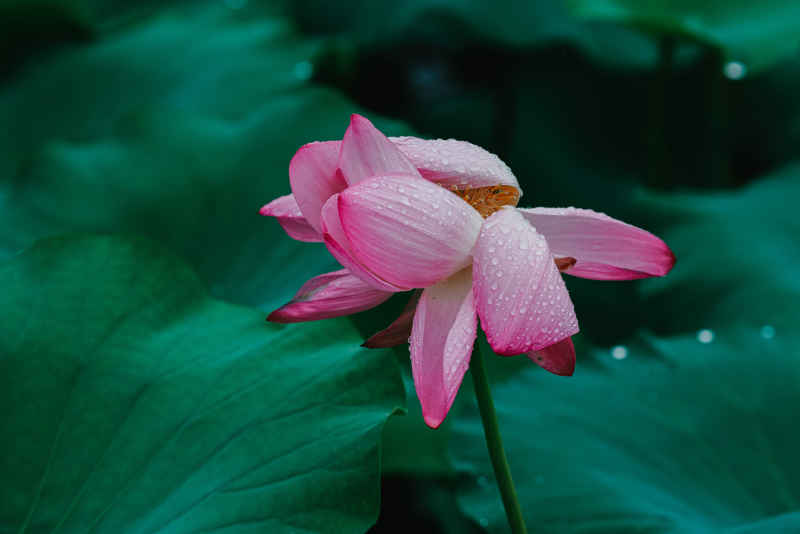 夏雨荷 3