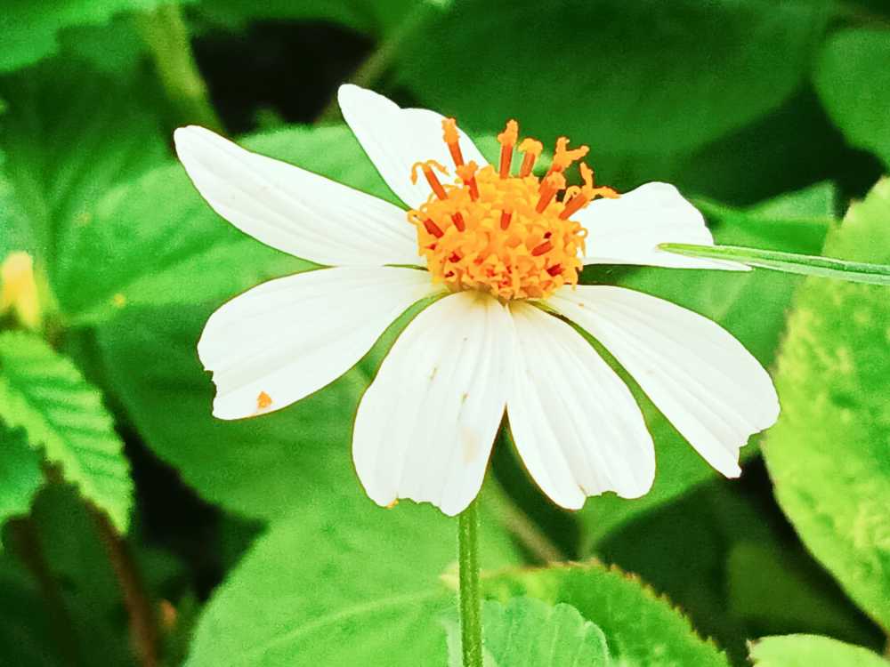 野生的菊花茶