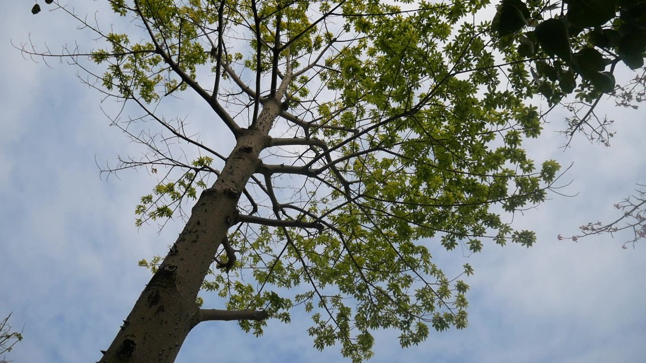 高大挺拔大腹木棉