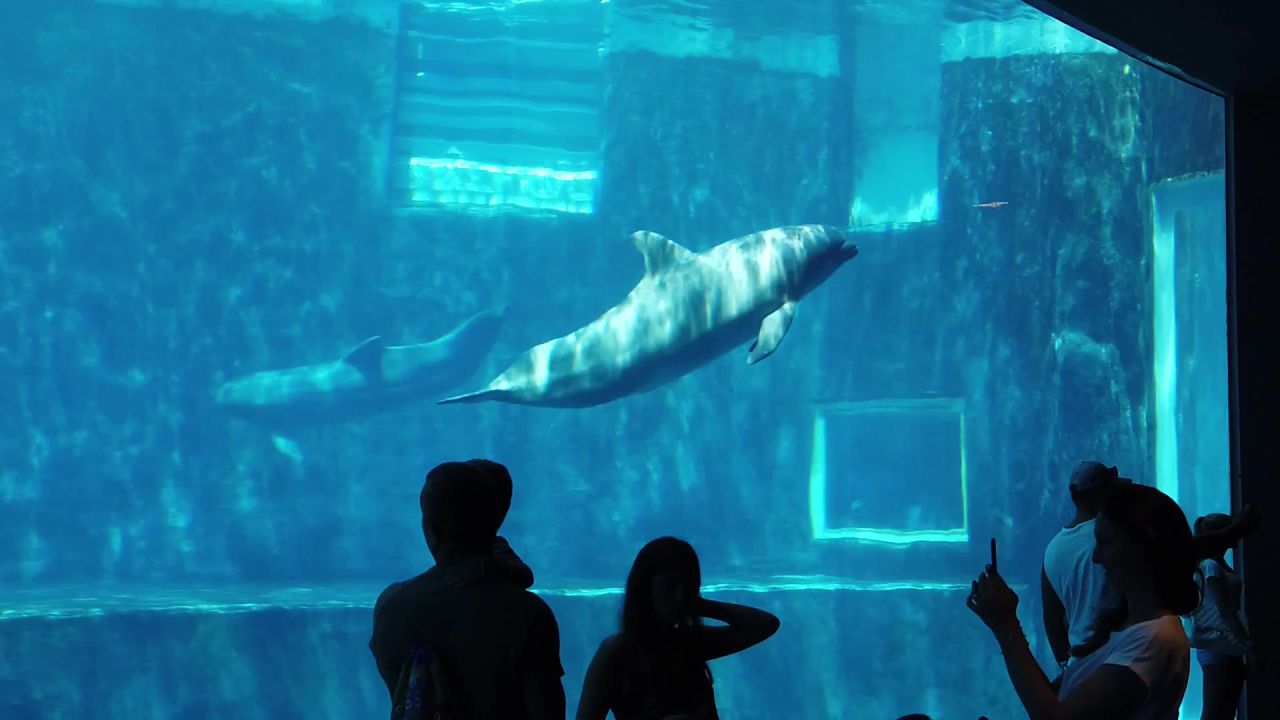 水族馆海豚展览动物园