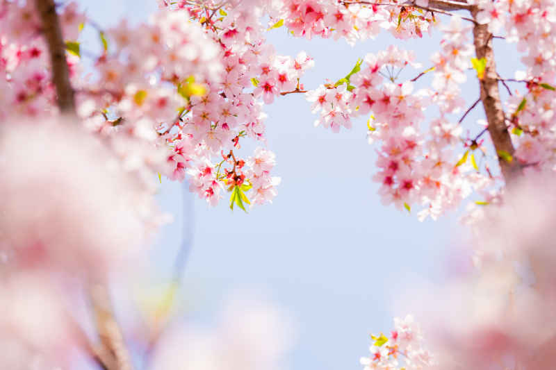 樱花 31