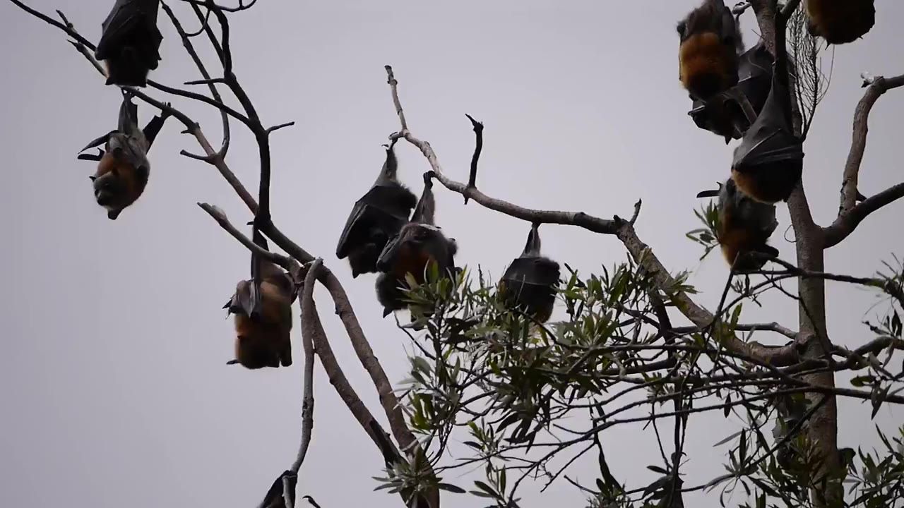 蝙蝠树野生动物