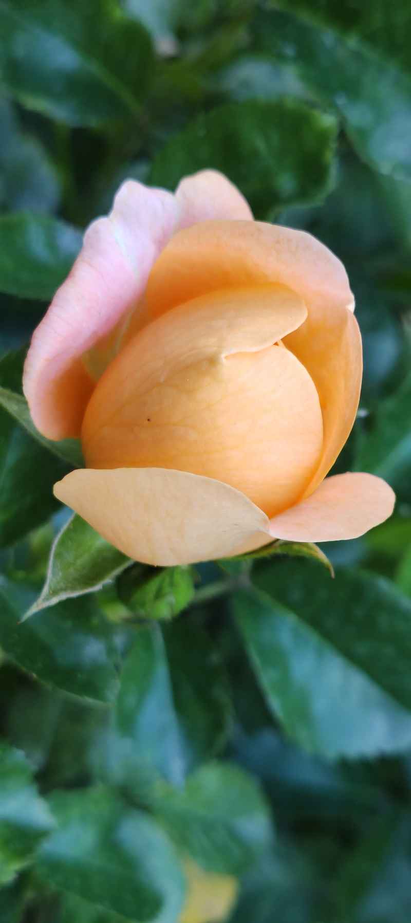 花苞