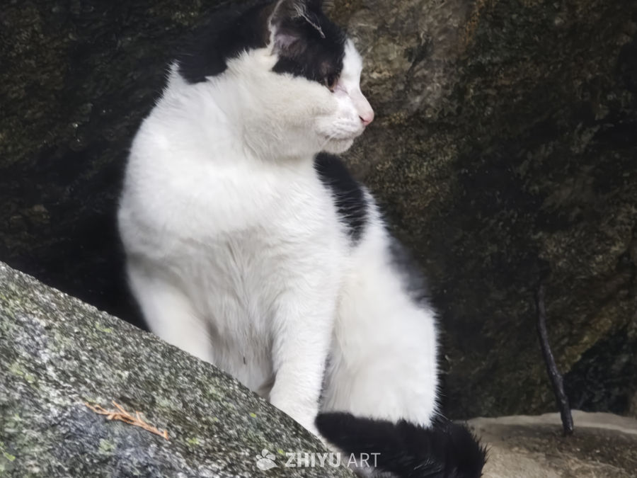黑白猫静坐岩石上