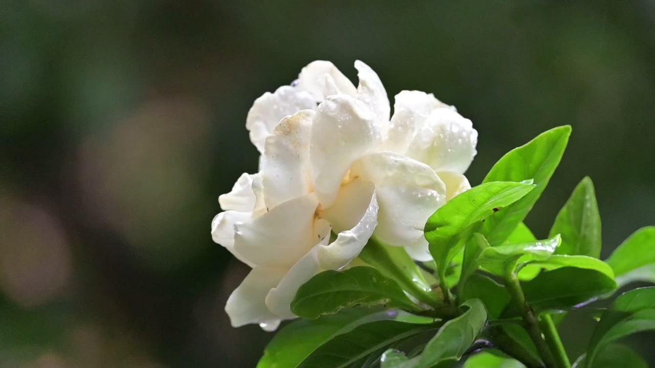 雨中栀子