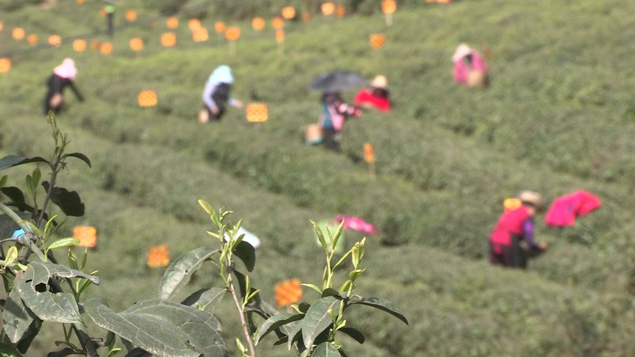 艳阳天下采茶叶