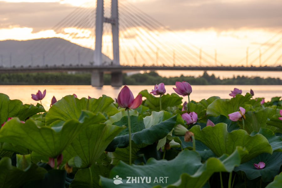 夕阳下的大桥 5