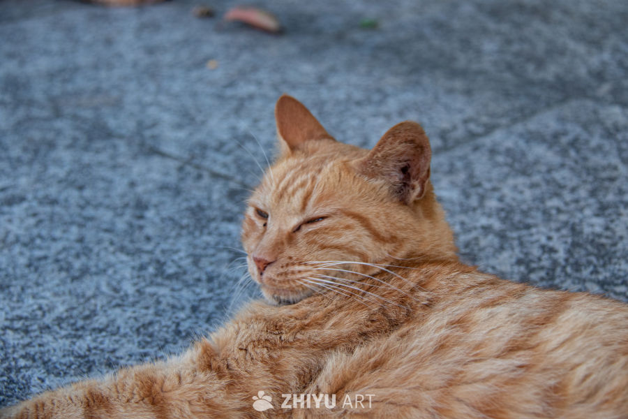 猫 2