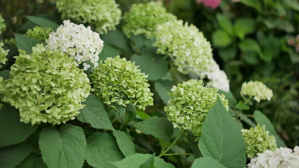 绣球花，绿色的绣球花