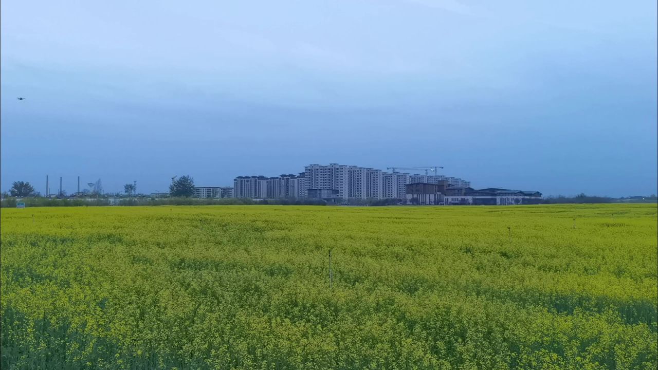油菜花