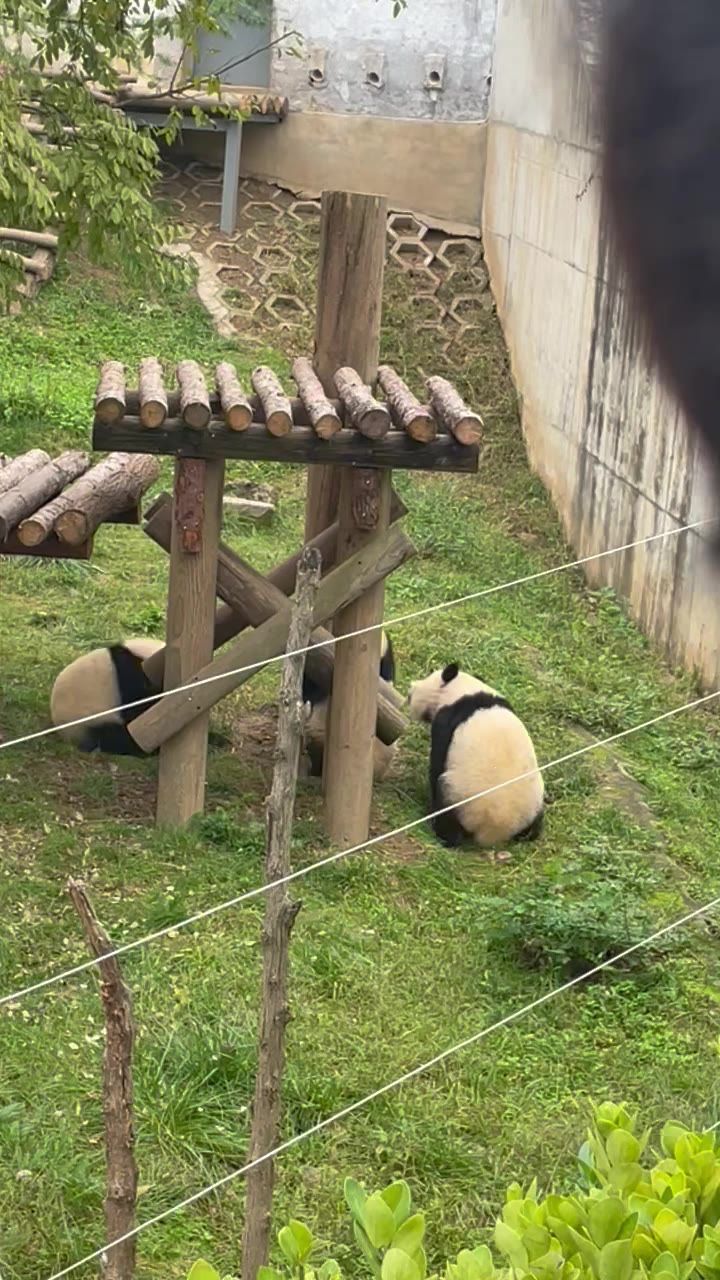 大熊猫宝宝玩玩具打闹