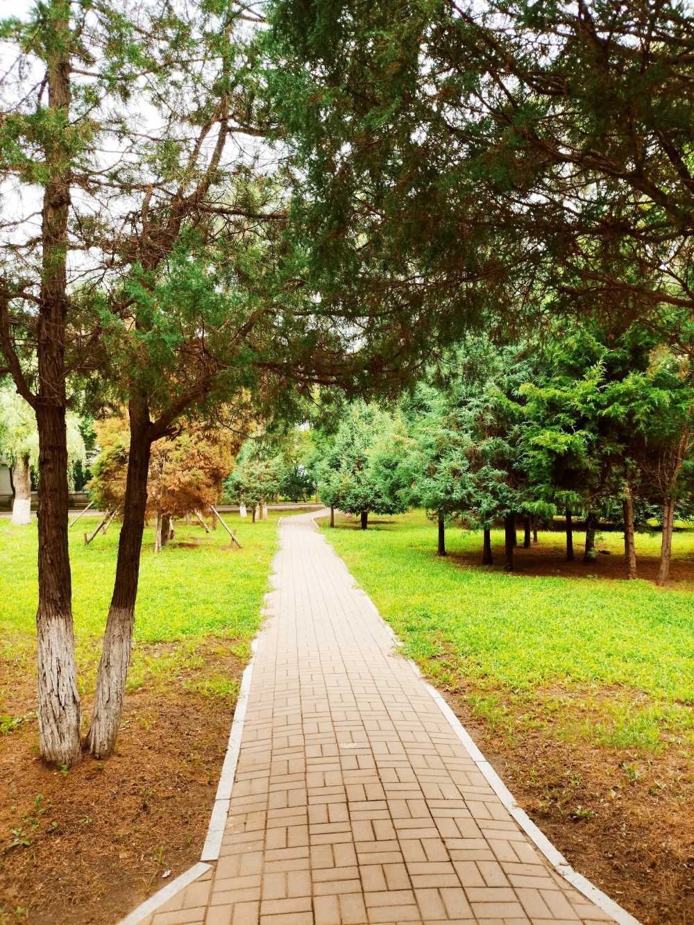 东北大学风景